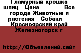 Гламурный крошка шпиц › Цена ­ 30 000 - Все города Животные и растения » Собаки   . Красноярский край,Железногорск г.